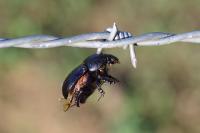 Geotrupes spiniger