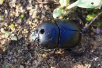 Geotrupes spiniger