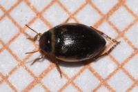 Hygrotus inaequalis