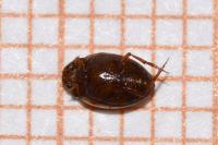 Hygrotus inaequalis