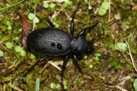Carabus coriaceus
