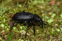 Carabus coriaceus
