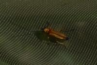 Oedemera podagrariae