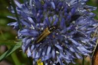 Oedemera podagrariae