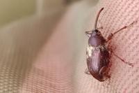 Curculio glandium