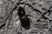 Pseudoophonus rufipes