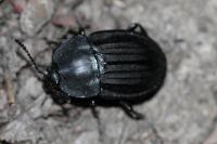 Silpha carinata