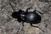 Abax parallelepipedus