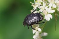 Oxythyrea funesta