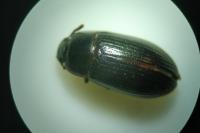 Alphitobius diaperinus