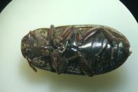 Alphitobius diaperinus