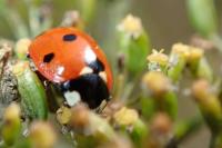 Coccinella septempunctata