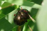 Chrysolina bankii
