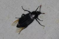 Necrodes littoralis
