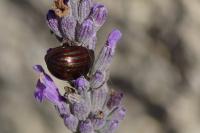 Chrysolina americana