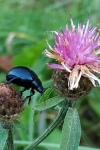 Chrysolina fuliginosa
