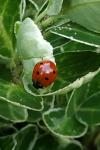Coccinella septempunctata