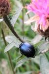 Chrysolina fuliginosa