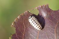 Chrysomela