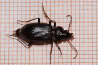 Nebria brevicollis
