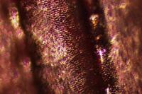 Nebria brevicollis