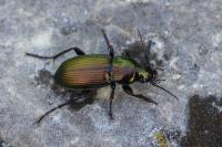 Poecilus lepidus