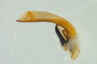 Poecilus lepidus