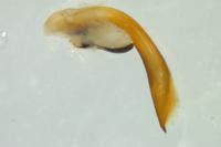 Poecilus lepidus