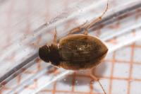 Laccobius