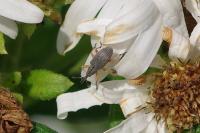 Rhopalapion longirostre