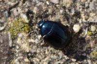 Chrysolina haemoptera