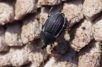 Phosphuga atrata