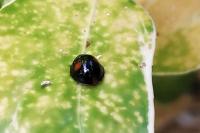 Chilocorus renipustulatus