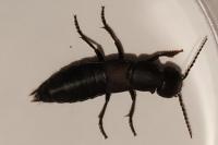 Ocypus olens