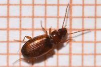 Trechus quadristriatus