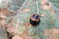 Harmonia axyridis