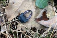 Lucanus cervus