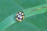 Propylea quatuordecimpunctata