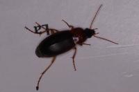 Calathus cinctus