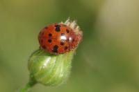 Subcoccinella vigintiquatuorpunctata
