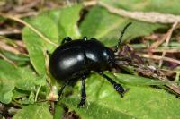 Timarcha tenebricosa