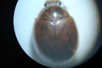 Sphaeroderma rubidum