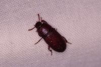 Uloma culinaris