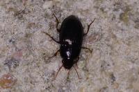 Amara equestris