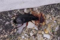 Calathus fuscipes