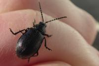 Galeruca tanaceti