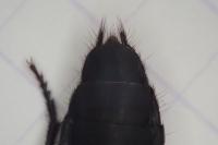 Ocypus olens