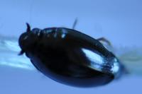 Gyrinus substriatus