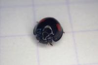 Chilocorus renipustulatus