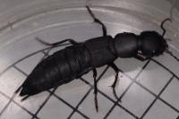 Ocypus olens